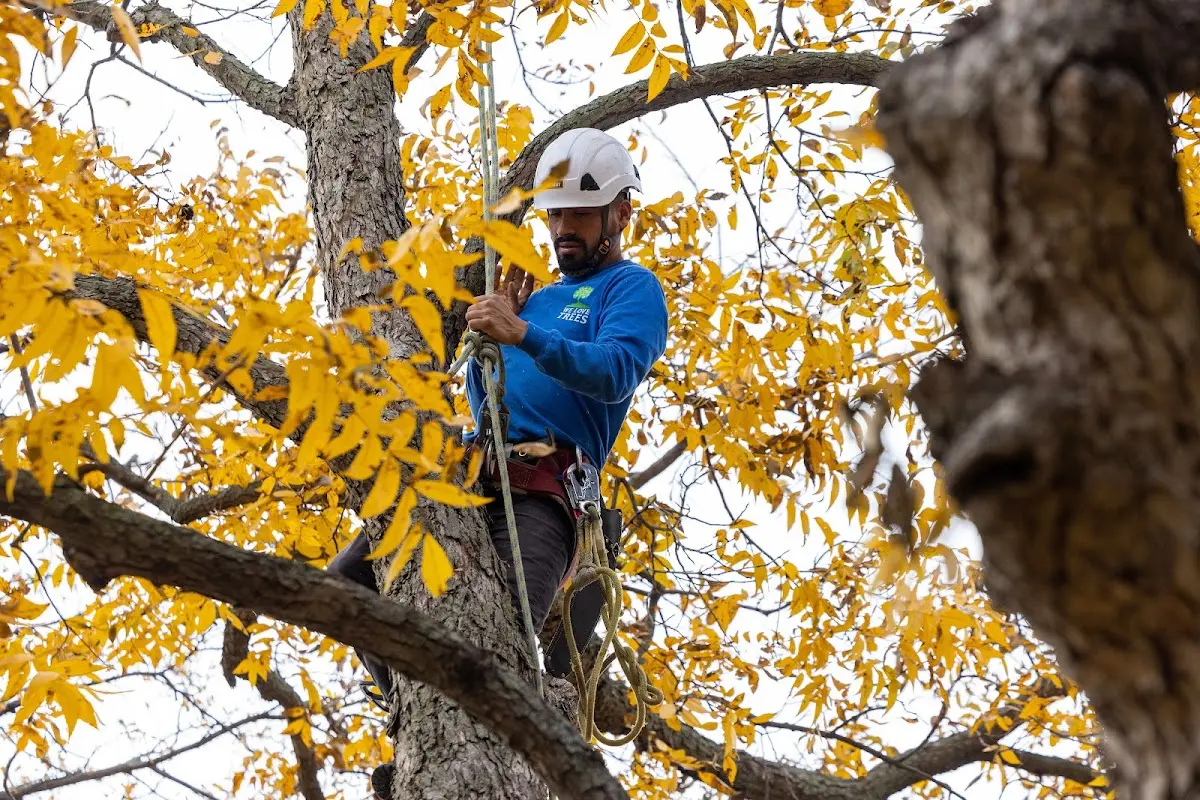 Skilled Tree Transplanting crew working in Flushing